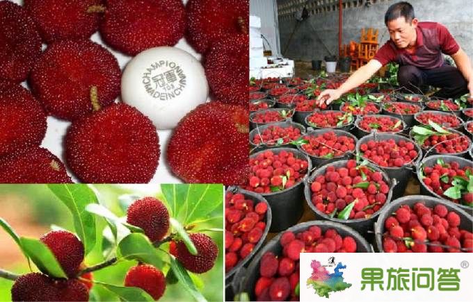 石屏楊梅節吃貨們的最愛_今年石屏楊梅節是什么時候?