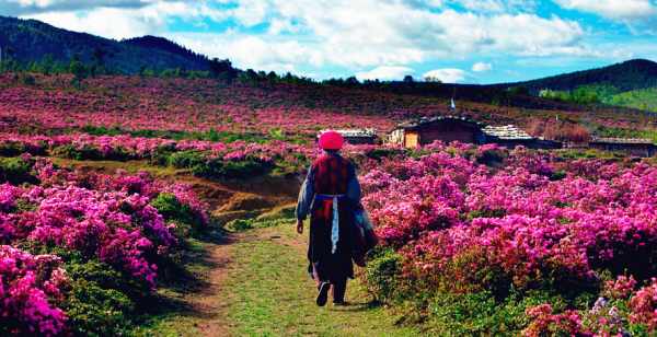 這個季節是香格里拉花季，現在去云南旅游安全嗎？云南旅游十一旺季去云南旅游安全了嗎？
